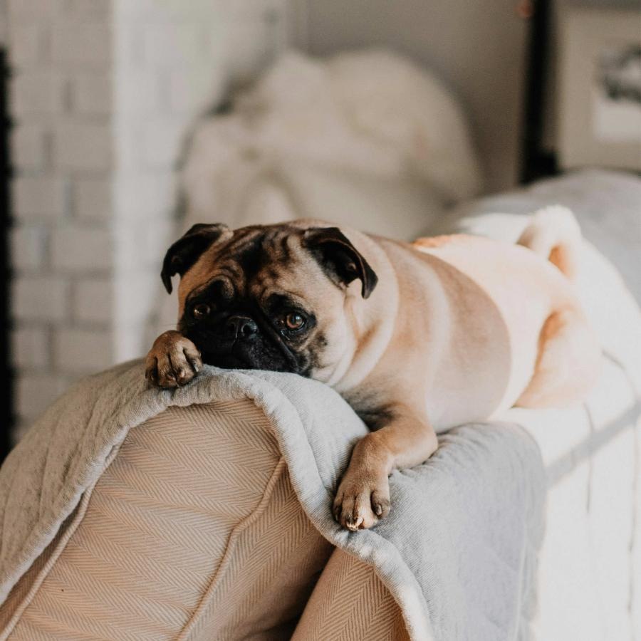 a dog lying on a couch